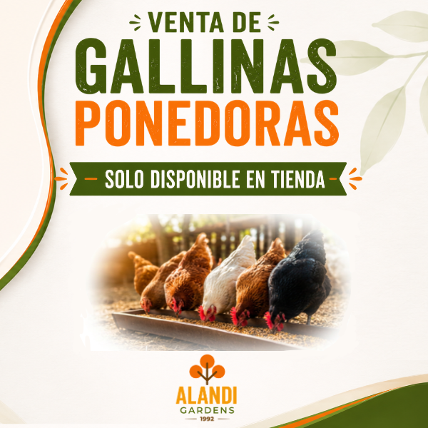 Banner Gallinas móvil