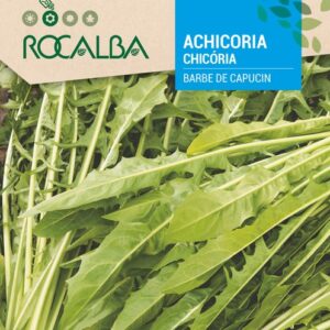Achicoria Barbe De Capucin