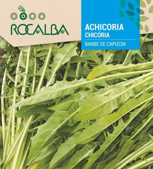 Achicoria Barbe De Capucin