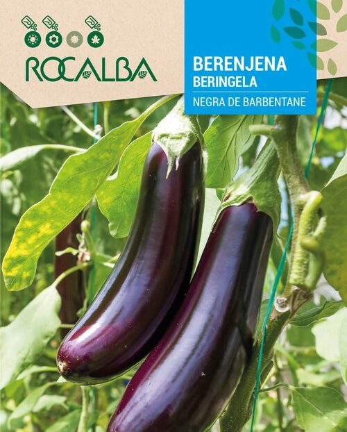 Berenjena Black Beauty