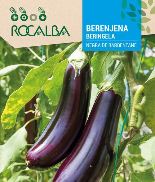 Berenjena Negra Barbente