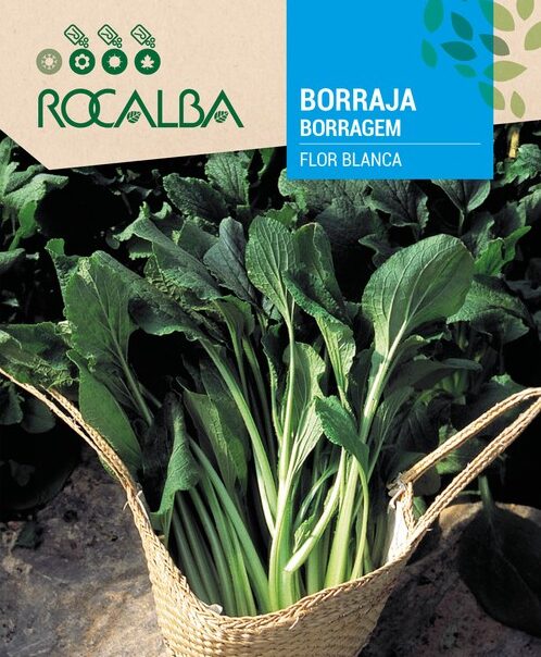 Borraja Flor Blanca