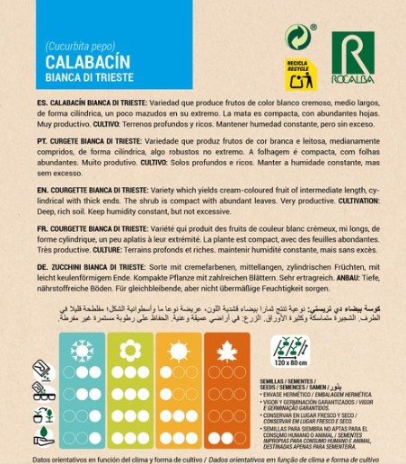 Calabacín Bianco De Trieste - Imagen 2