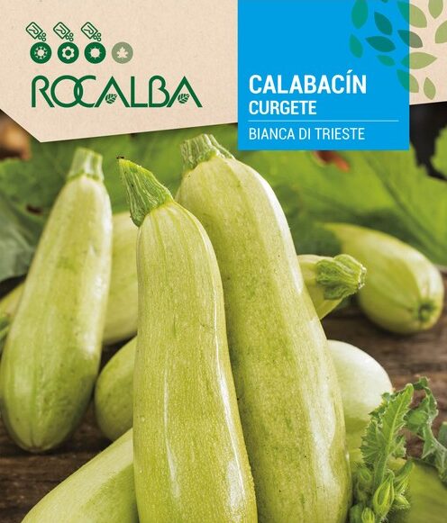 Calabacín Bianco De Trieste