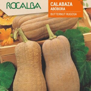 Calabaza Butternut Rugosa