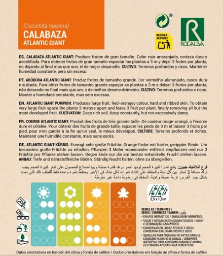 Calabaza Atlantic Giant - Imagen 2