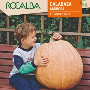 Calabaza Atlantic Giant