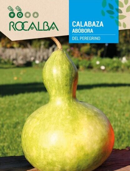 Calabaza Del Peregrino