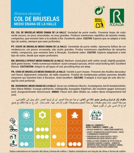 Col Bruselas Medio Enana De La Halle - Imagen 2