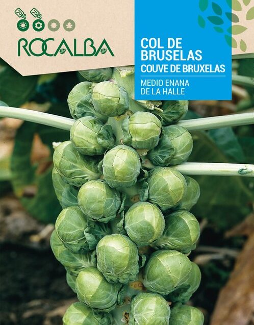 Col Bruselas Medio Enana De La Halle