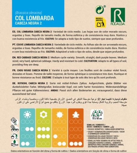 Col Lombarda Cabeza Negra - Imagen 2