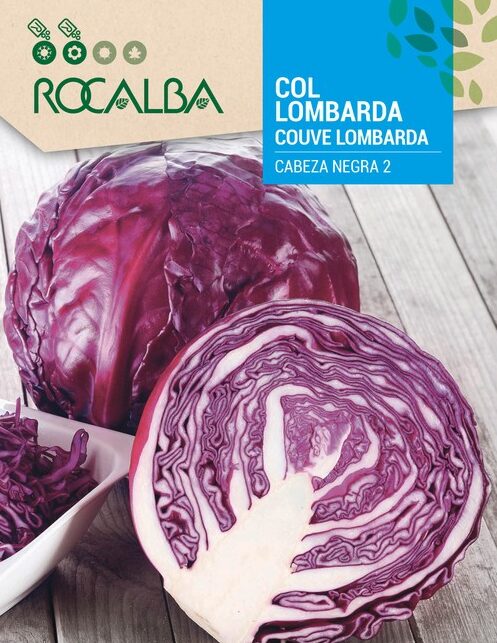Col Lombarda Cabeza Negra