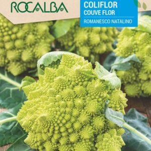 Coliflor Romanesco Natalino