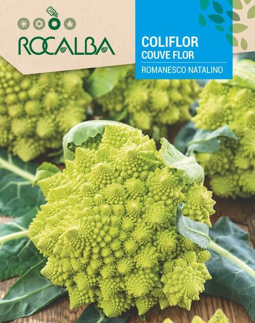Coliflor Romanesco Natalino
